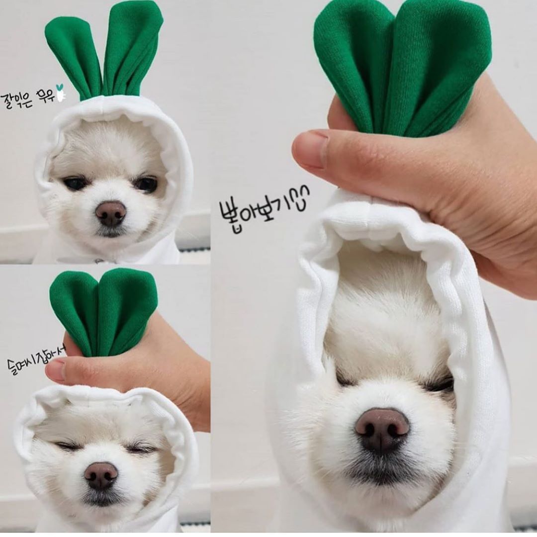 Cute Fruit Dog Hoodie – Winter Warm Fleece Pet Clothes for Small Dogs, Puppies & Cats