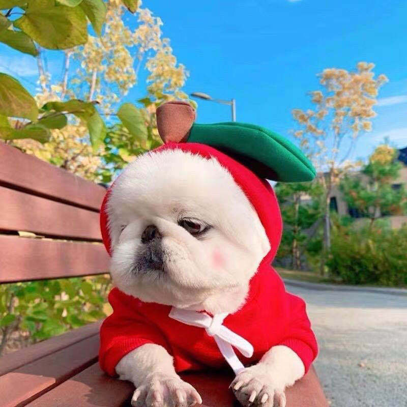 Cute Fruit Dog Hoodie – Winter Warm Fleece Pet Clothes for Small Dogs, Puppies & Cats
