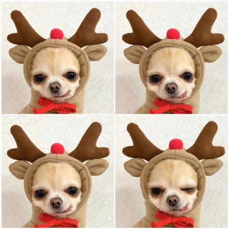 Cute Fruit Dog Hoodie – Winter Warm Fleece Pet Clothes for Small Dogs, Puppies & Cats